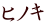 ヒノキ